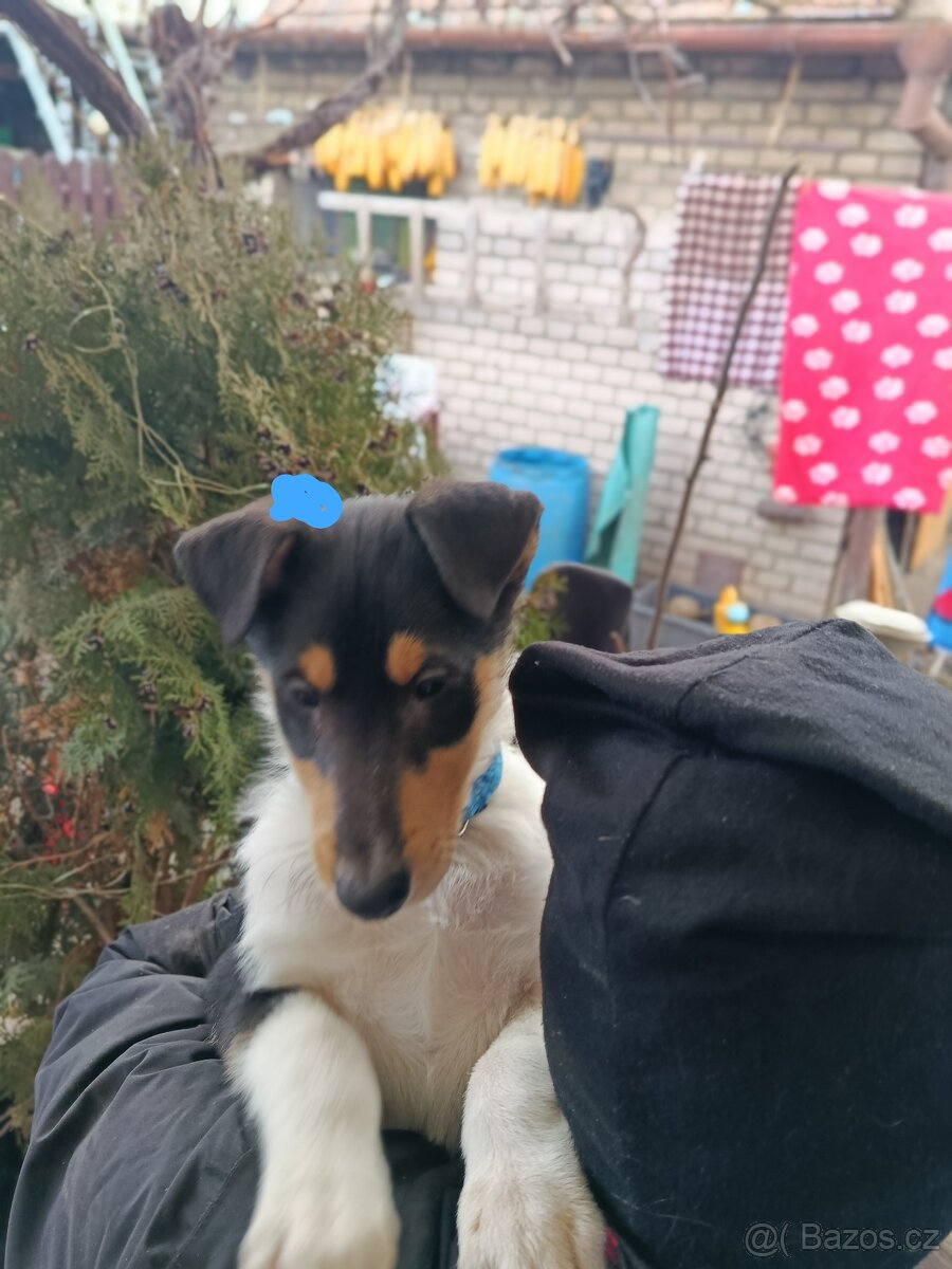 Štěňata kolie bez pp - 3