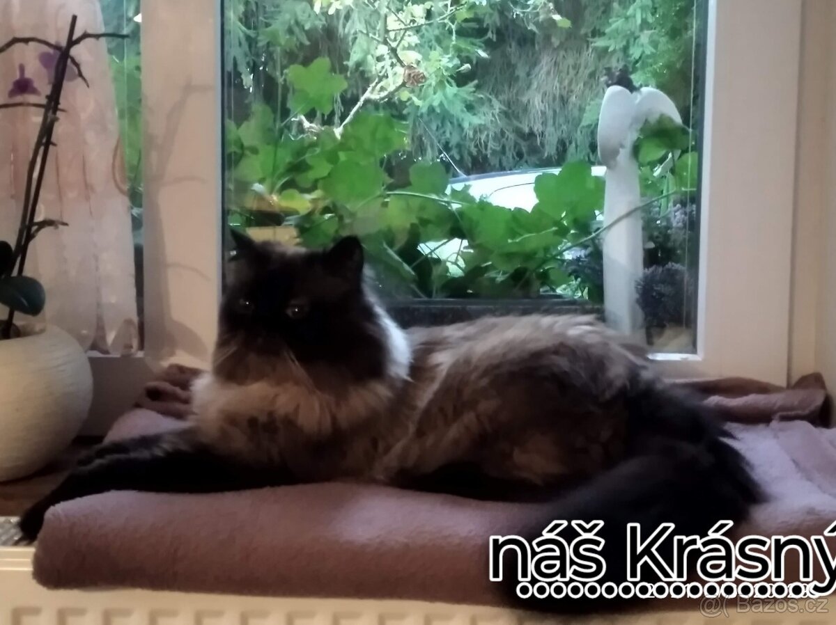 krytí perským kocourem - 3