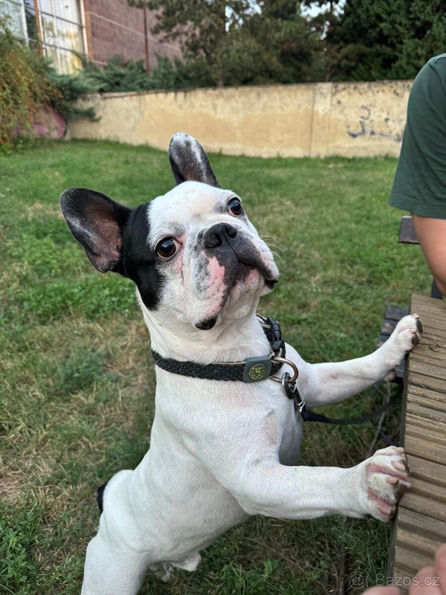 Francouzský buldoček - krytí - 3