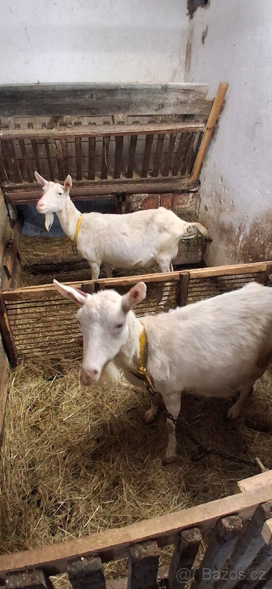 Kozel,kozi,kuzlata - 3