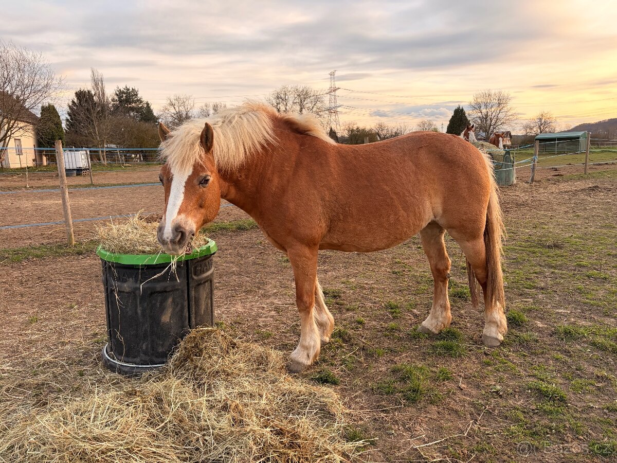 Prodám kobylku hafling - 3