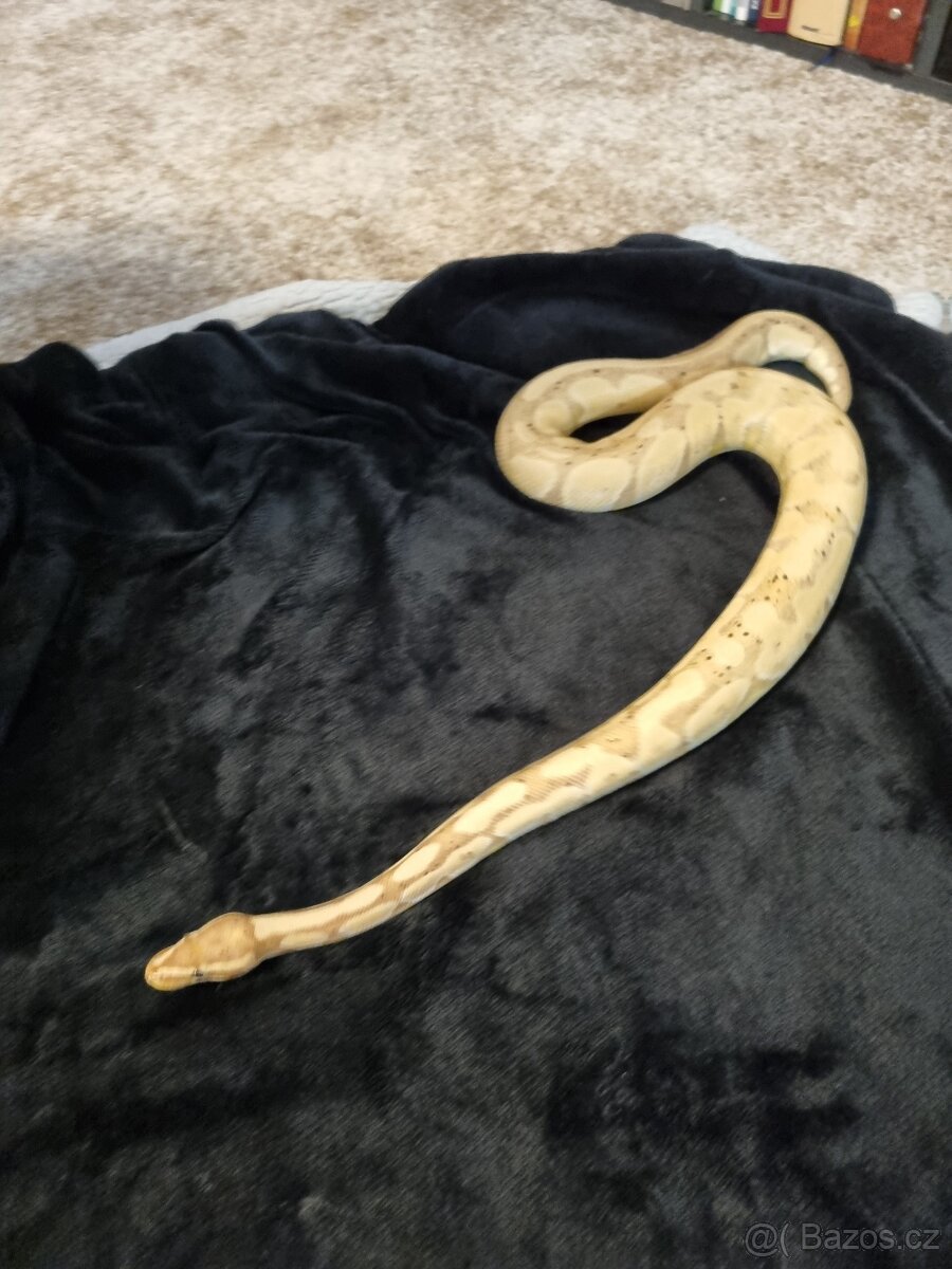 Krajta královská - 3