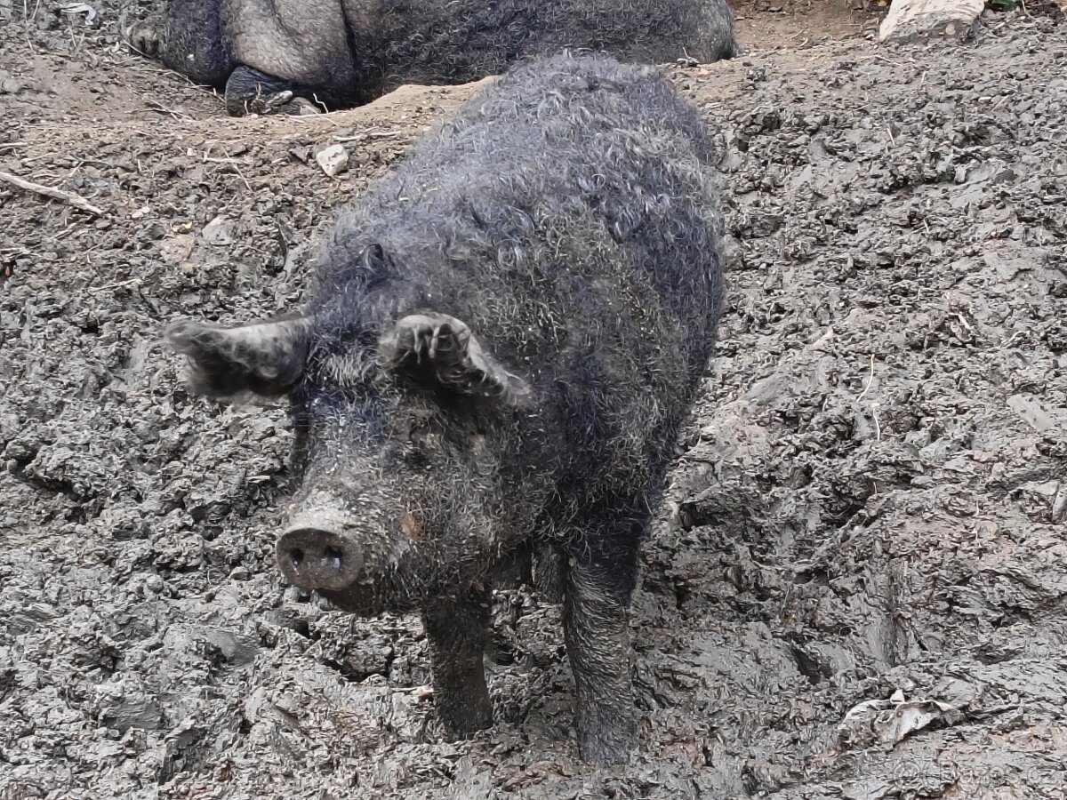 Maďarská mangalice - 3