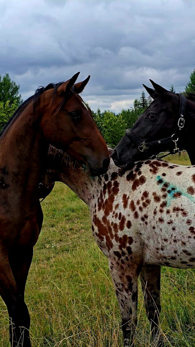 Pronájem & Ustájení - 3