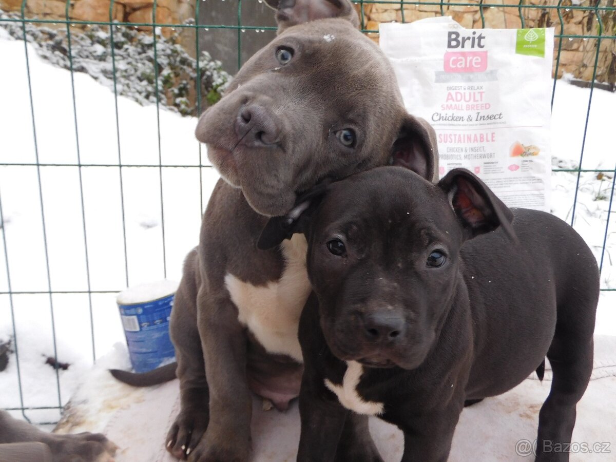 Štěňata American Bully xxl - Bloodline DDK9 - 3
