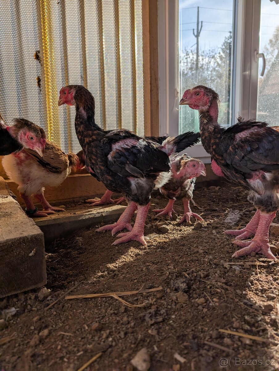 Exotický pár drůbeže,Dong Tao. - 3