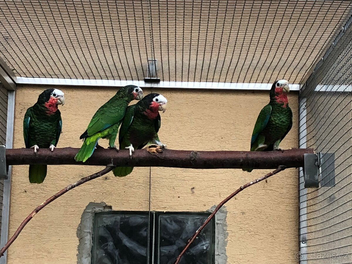 Amazoňan kubánský - 3