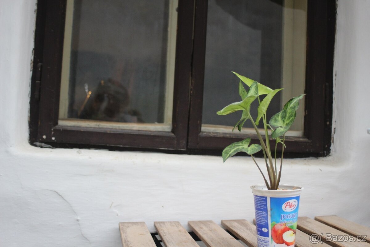 Květiny-potos, aloe vera - 3