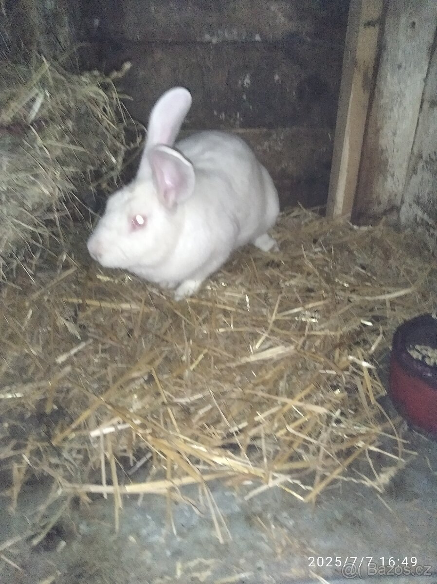 Francouzska hyla - 3