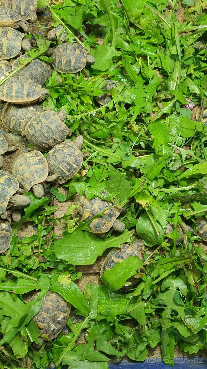 Želva zelenavá a želva vroubená, mláďata. - 3