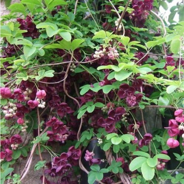 AKEBIE PĚTIČETNA - ČOKOLADOVA REVA - 3