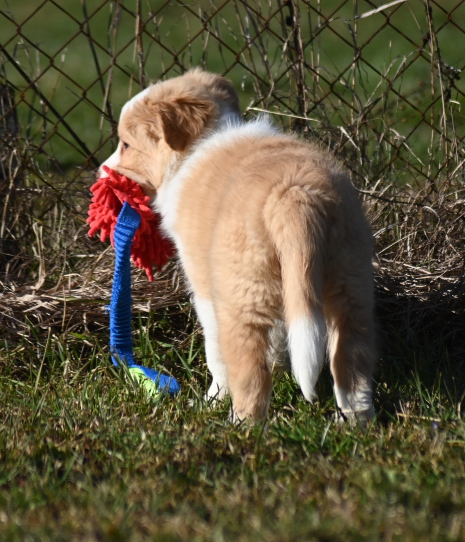 Border Collie / Border Kólia s PP - 3