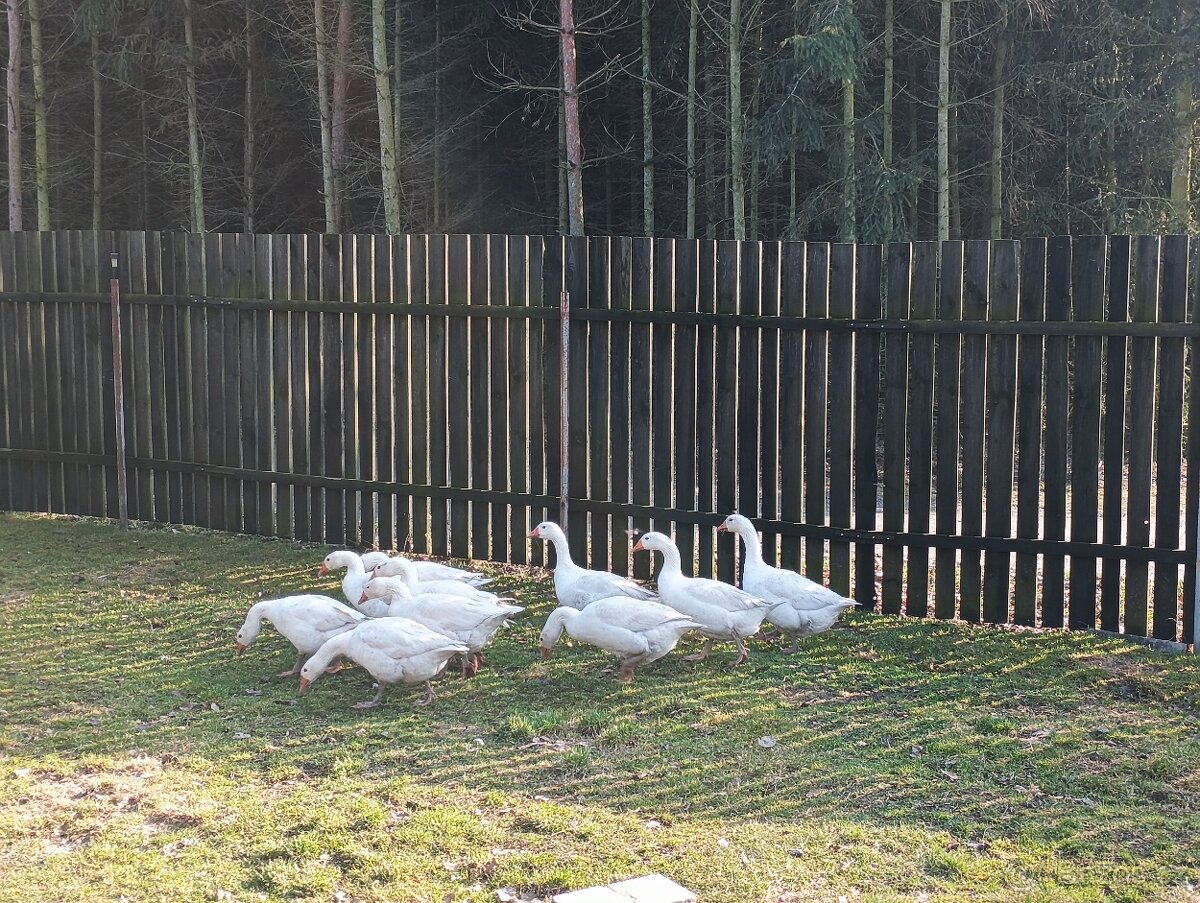 Prodám loňské husy - 3