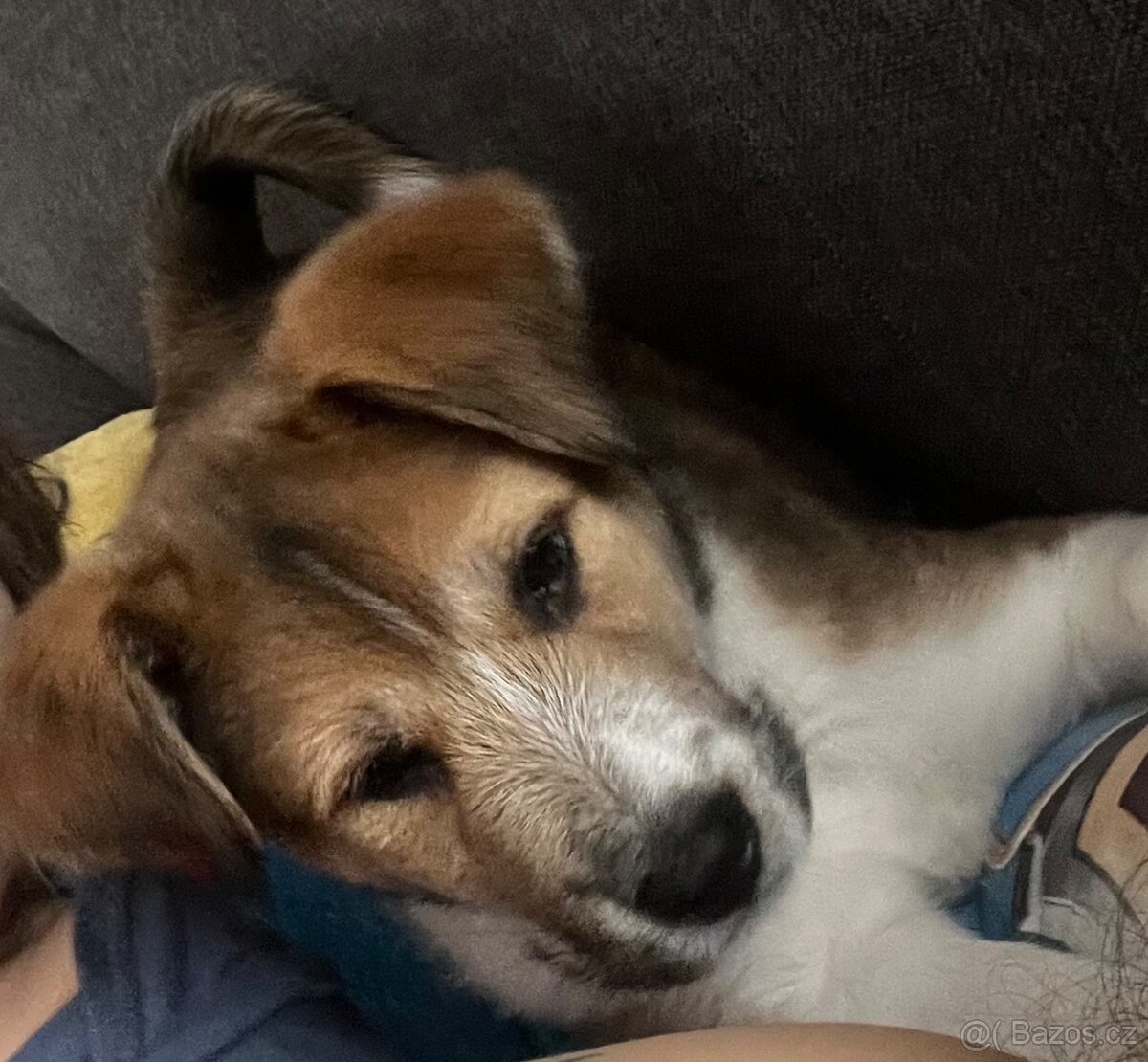 Štěňátko kříženec Akita inu - 3