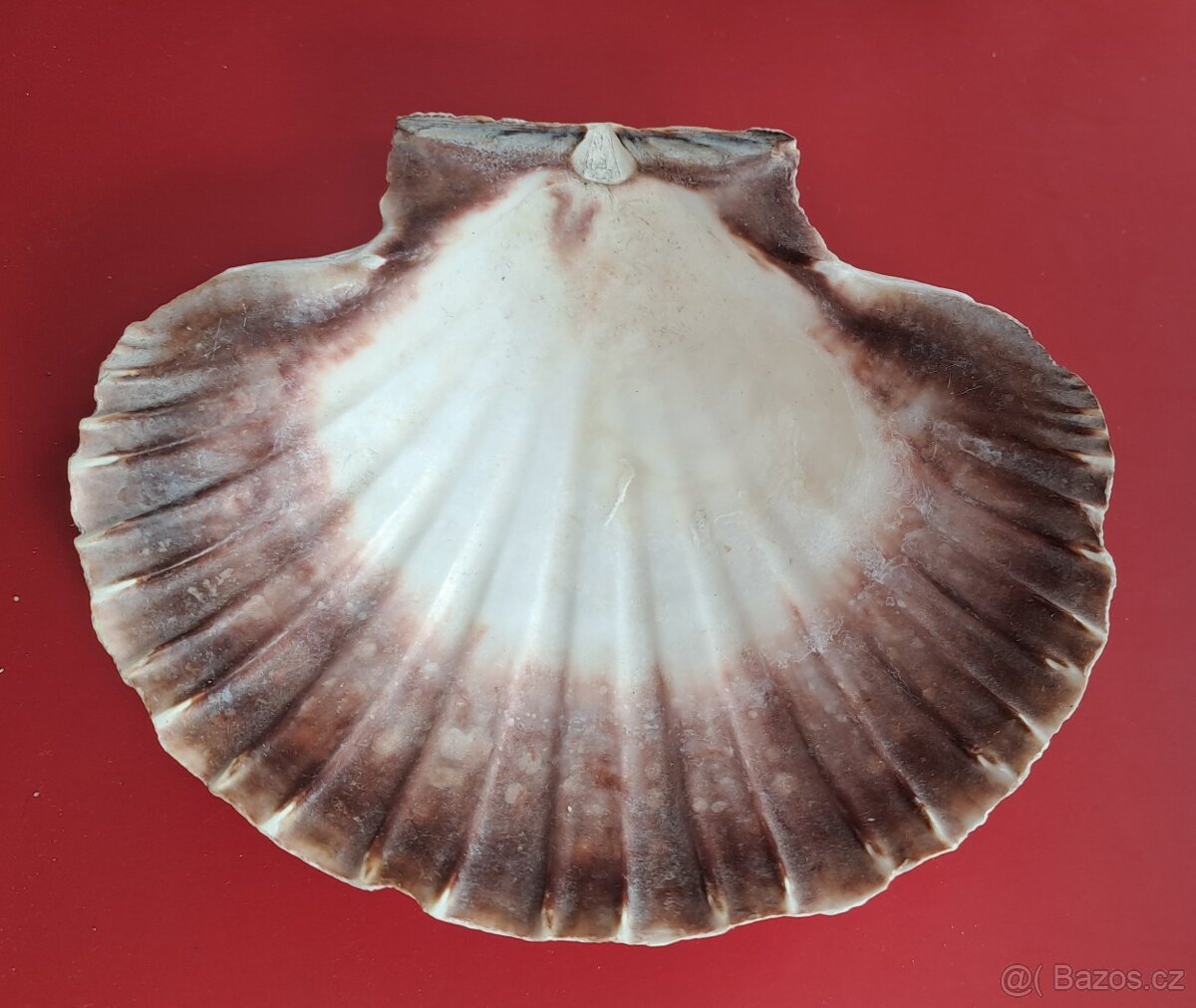 Mušle 13 - 3
