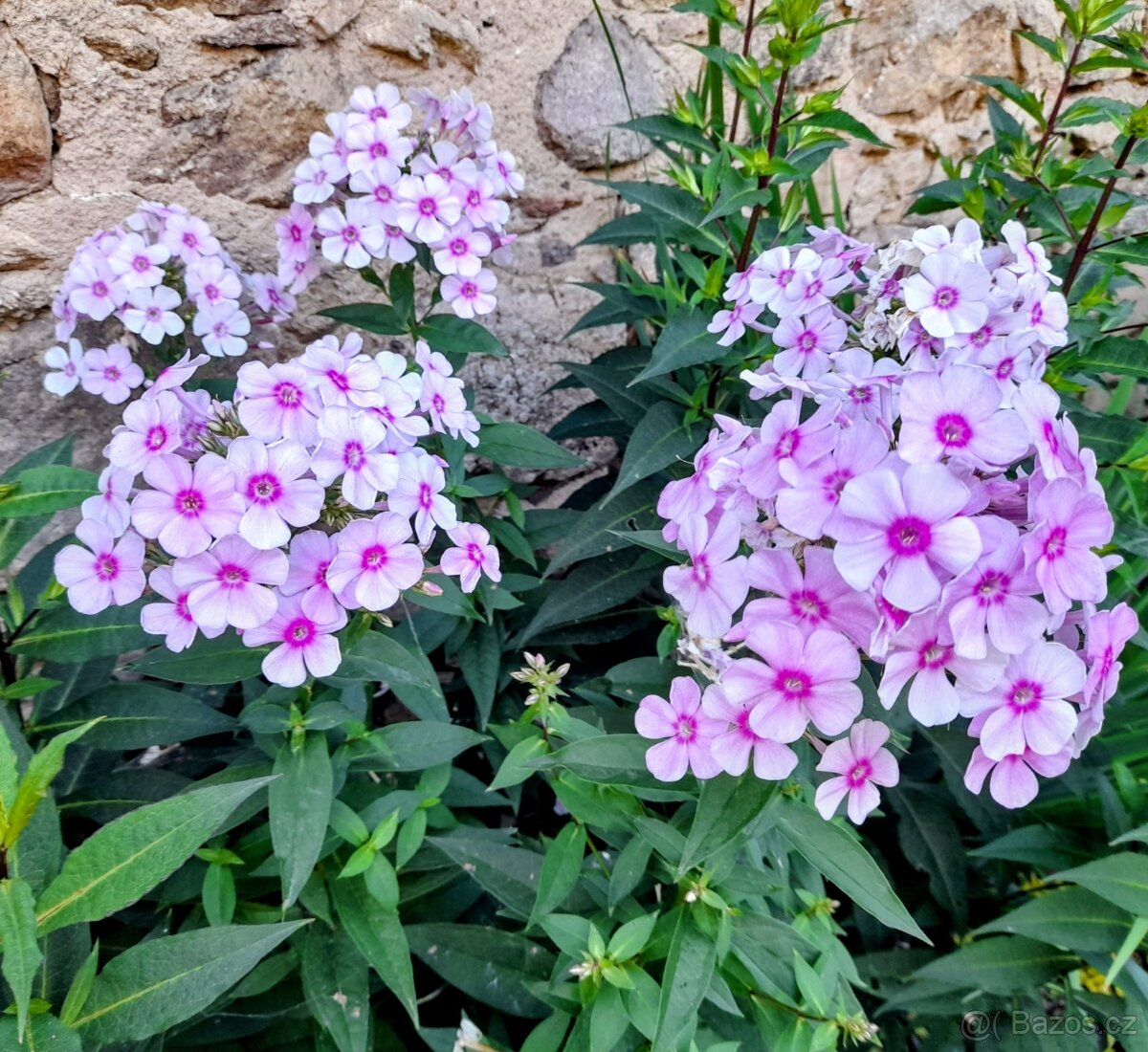 Flox, plamenka latnatá 3 druhy - 3