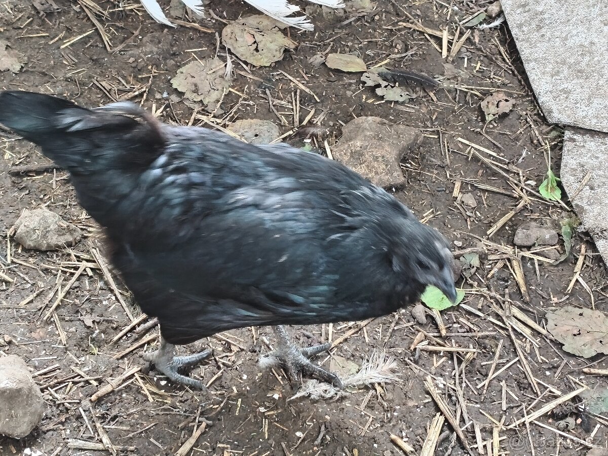 Ayam cemani - 3
