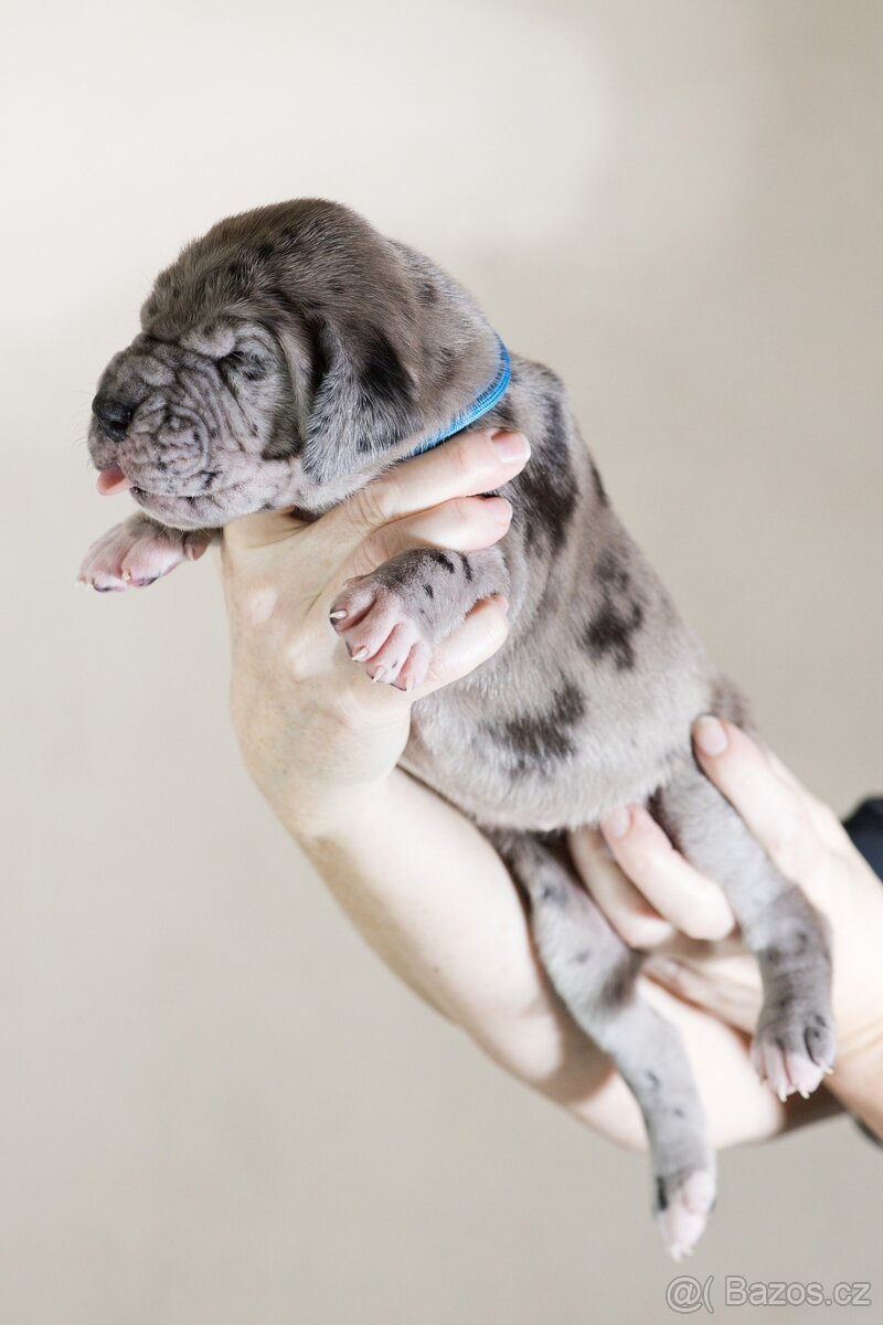 Německá doga - štěňata s PP FCI - 3