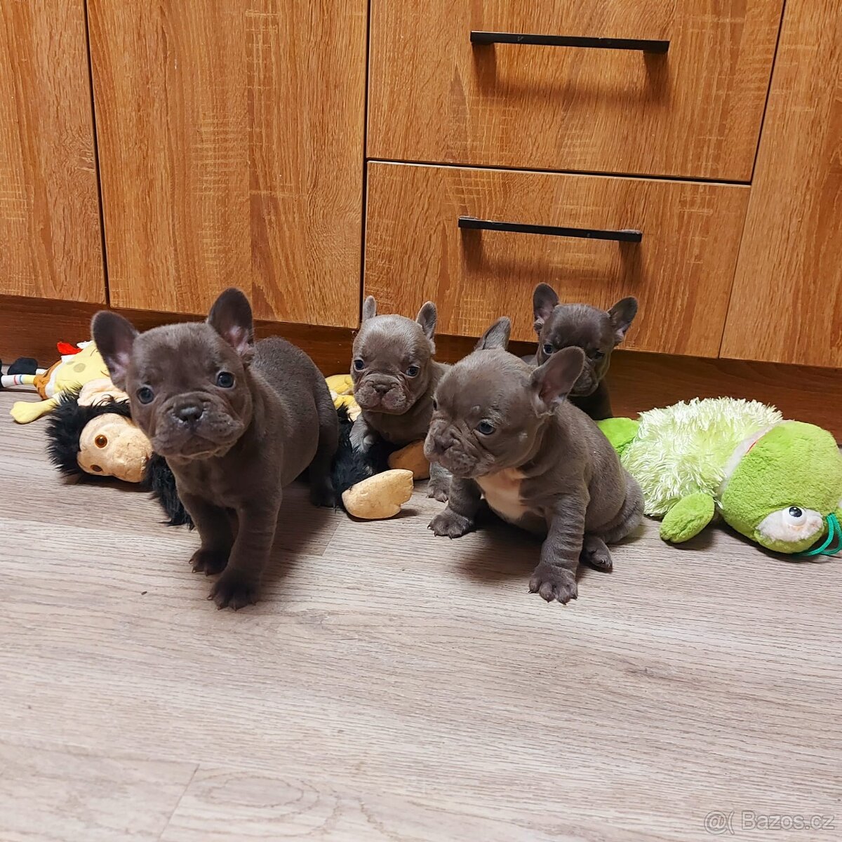 Francouzský buldoček - 3