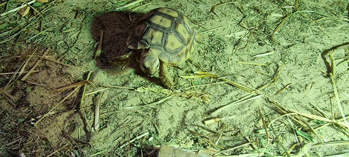 Želva ostruhata - 3