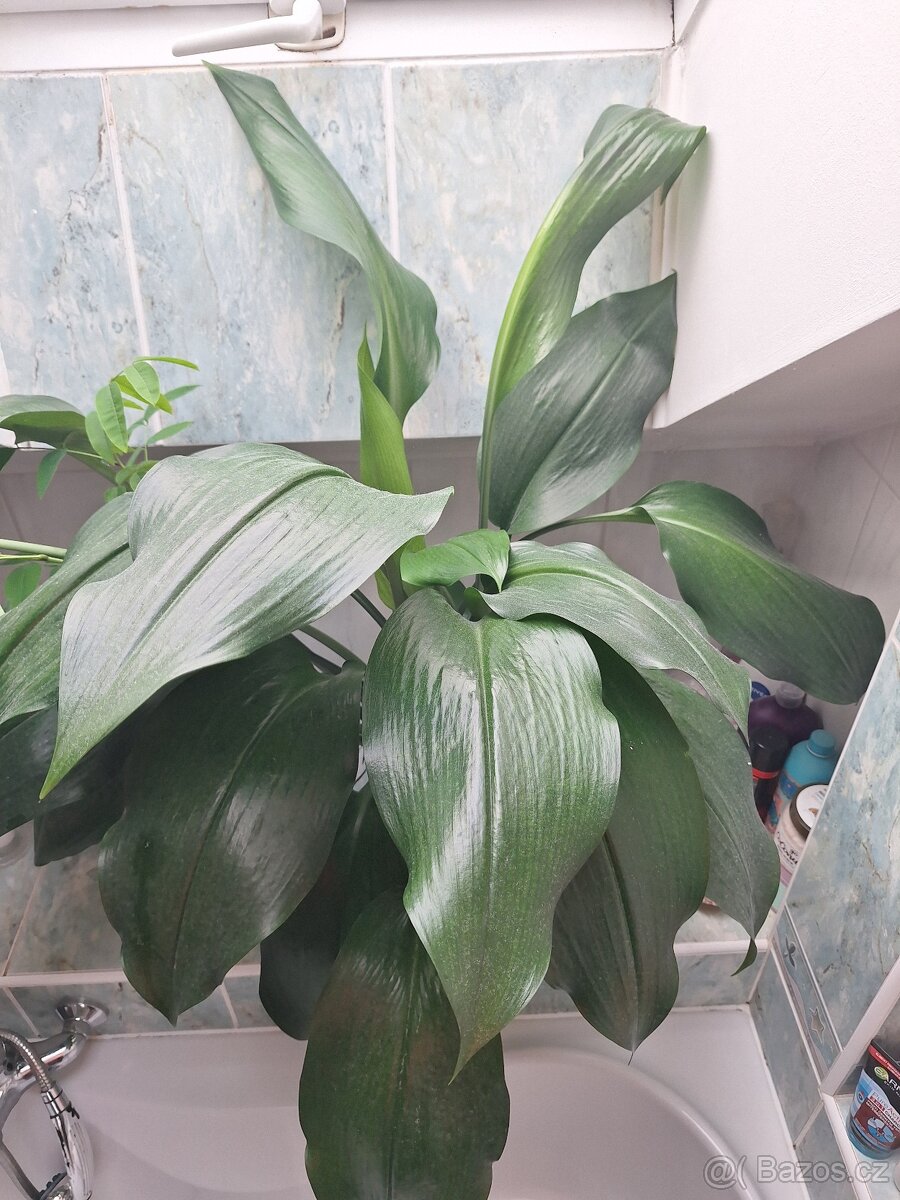 Vzrostlá eucharis amazonica - 3