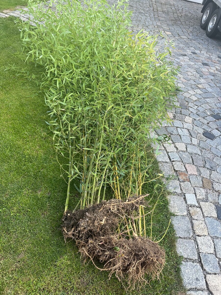 Zahradní bambus - 3