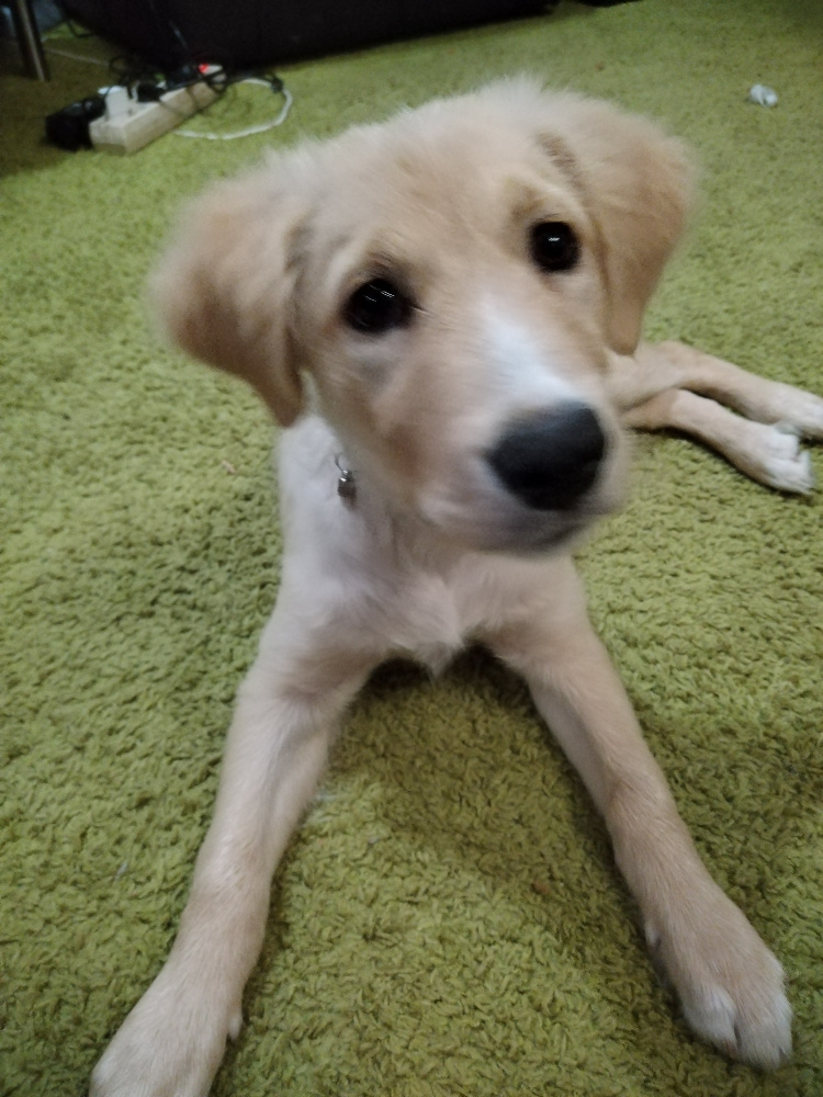 dvouletá fenečka- zlatá borderkolie, zlatý retriever - 3