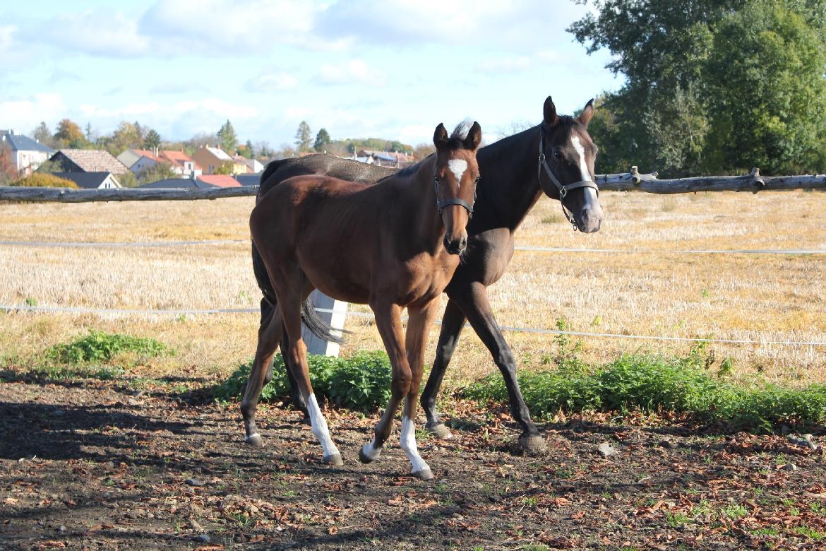 Klisnička po Compagnero RS - 3