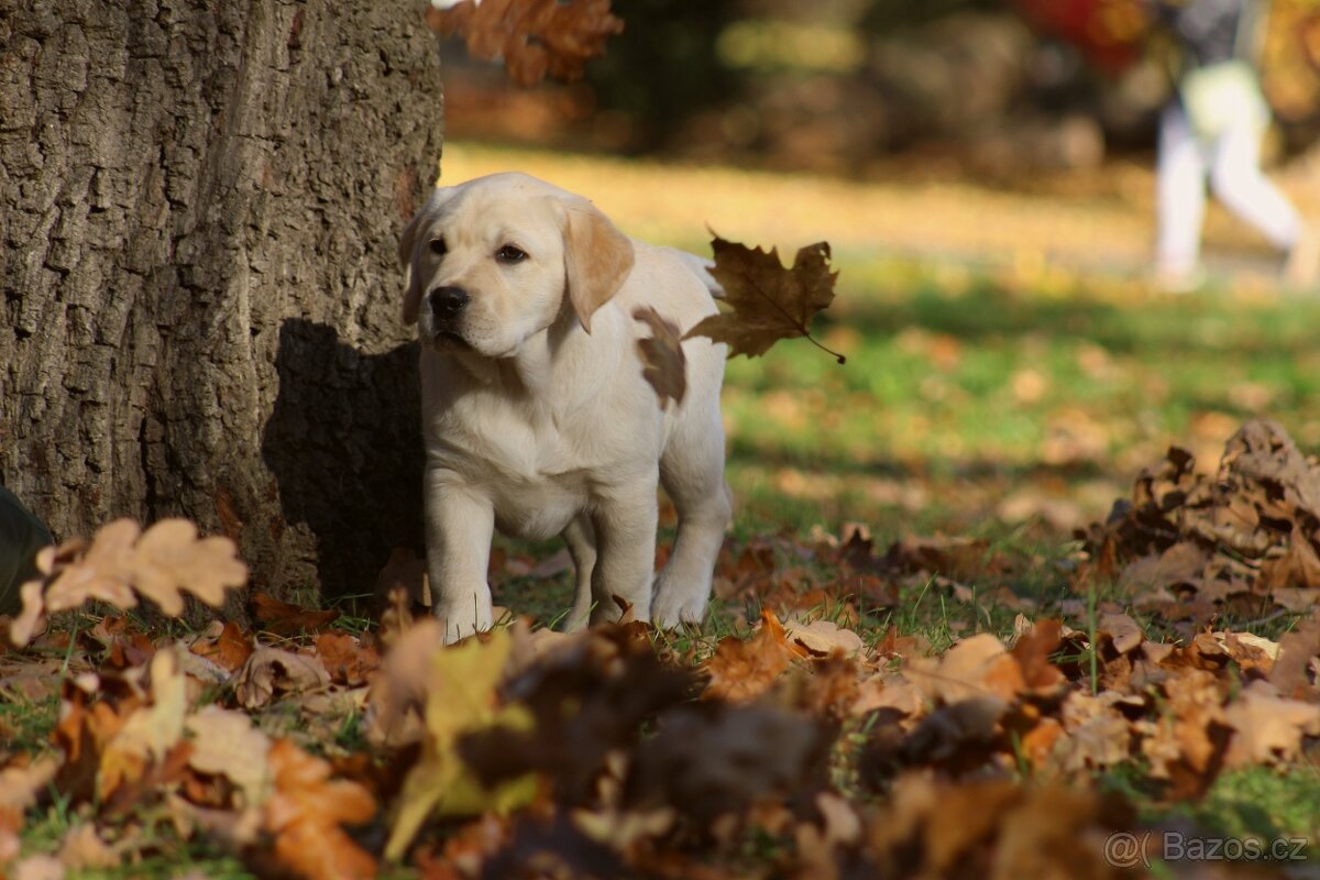 Labradorský retriever - 3