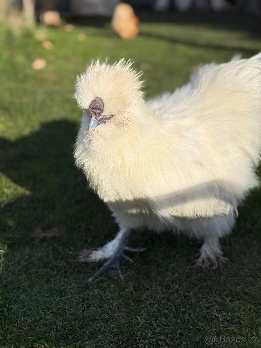 Kohoutek Hedvábnička velká vousatá - 3