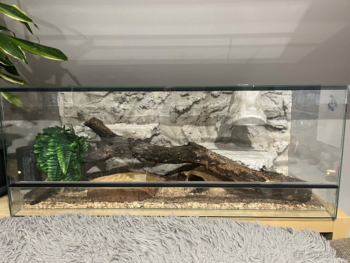 Krajta Královská - 3