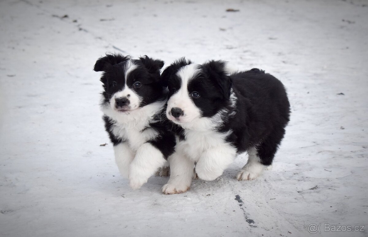 Border kolie s PP - 3