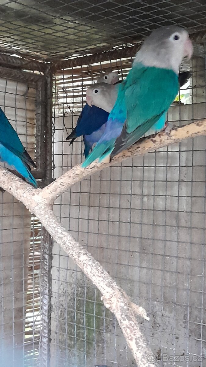 Prodám Agapornis fischeri - 3