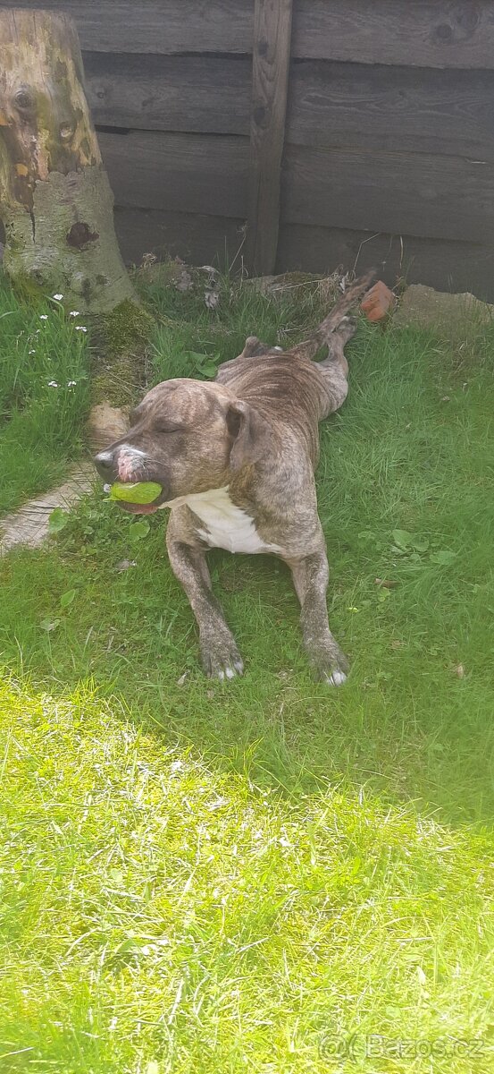 krytí Americký stafordšírský teriér - 3