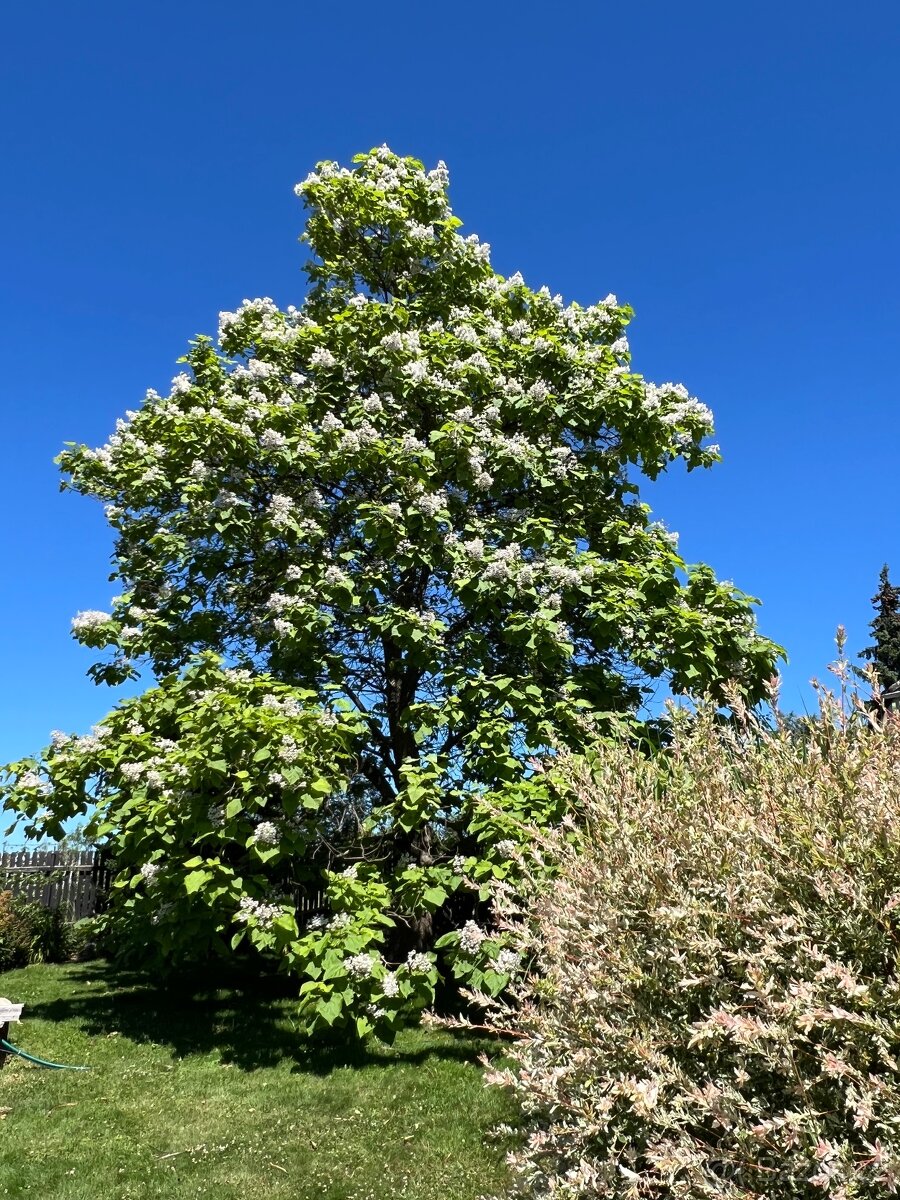 Rostlinky KATALPA královská - 3