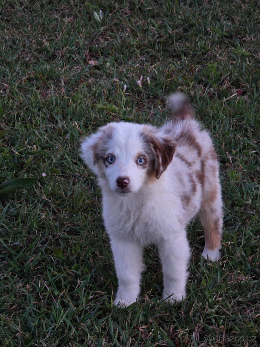 Miniatúrní americký ovčák s PP- s rodokmeňom - 3