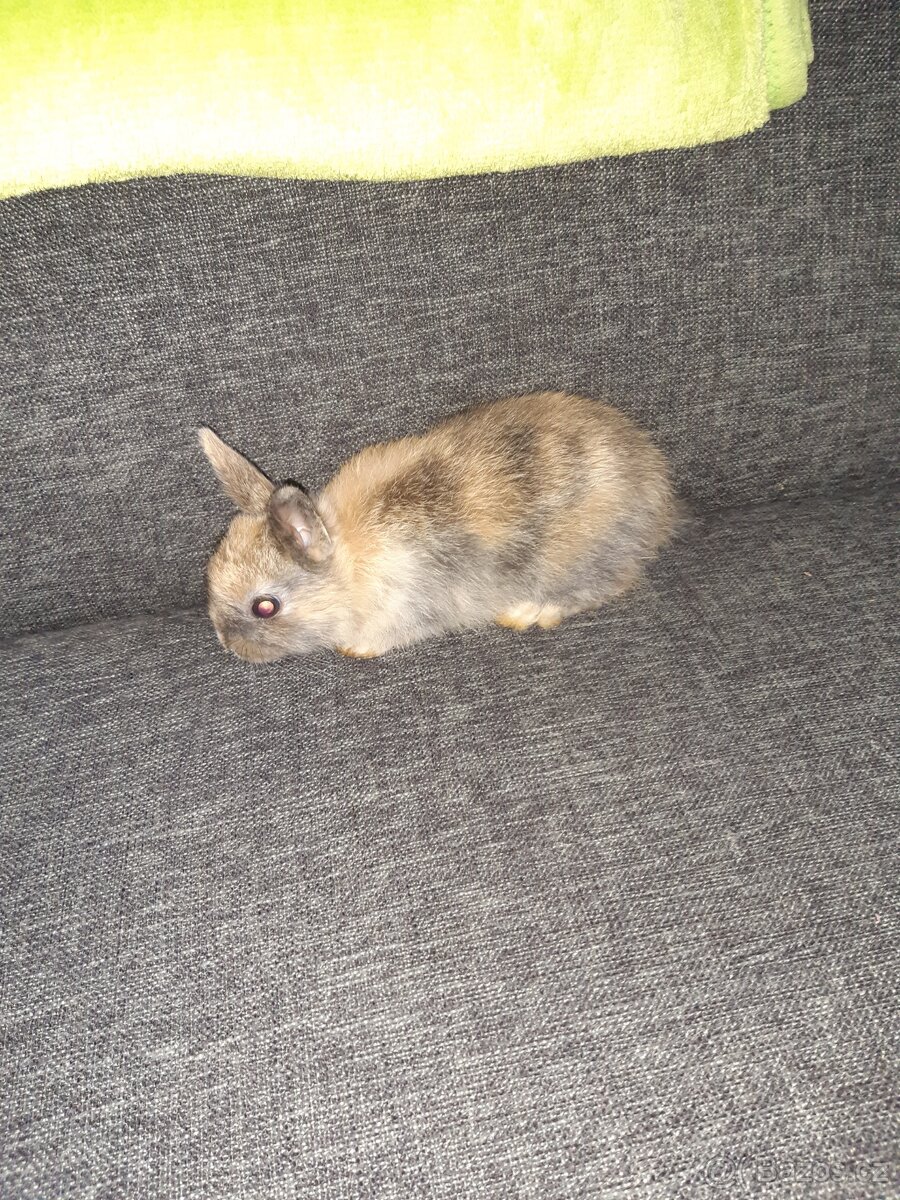 Zakrslí Králík - 3