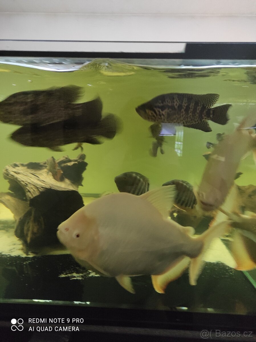 Ryby do větších nádrží - 3
