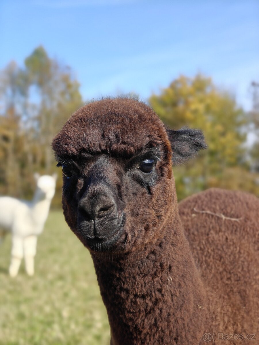 Černý alpačí sameček - 3