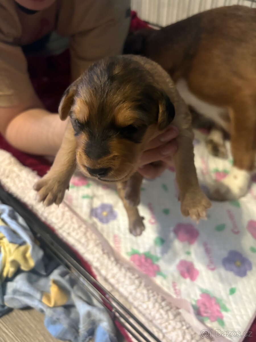 Krásná křížená štěňátka - 3