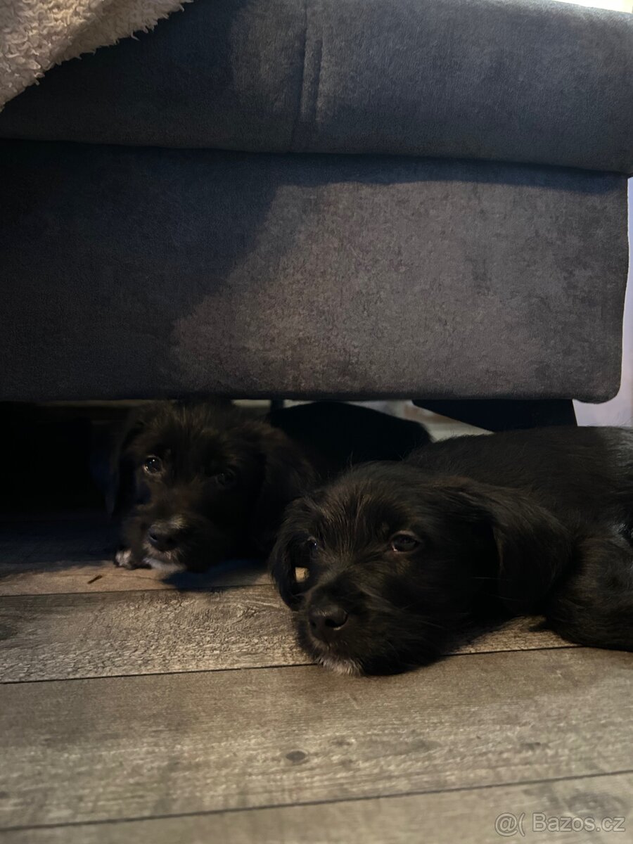 Štěňata křížence - 3