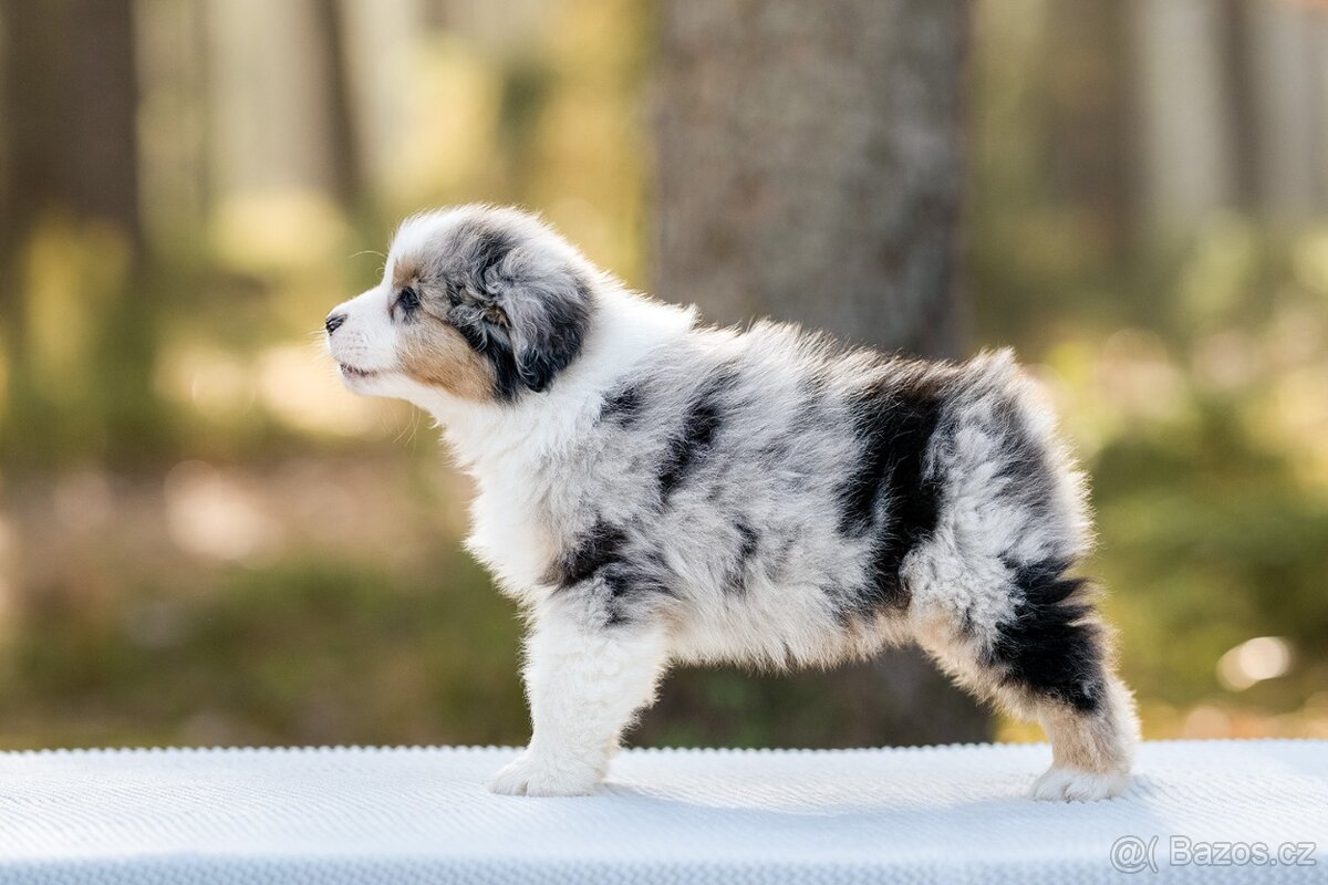 Australský ovčák s PP - 3