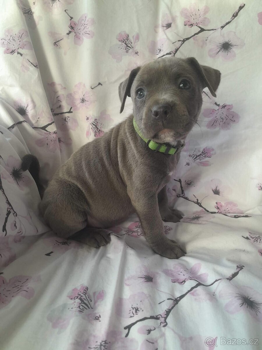 Stafordšírský bulteriér - 3