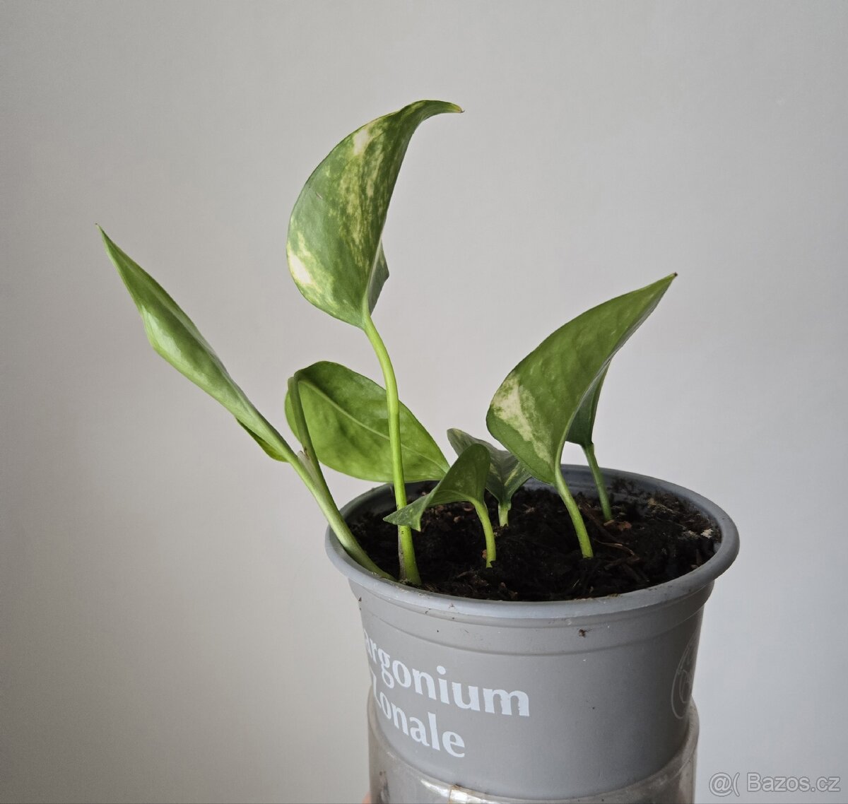 Epipremnum aureum - 3