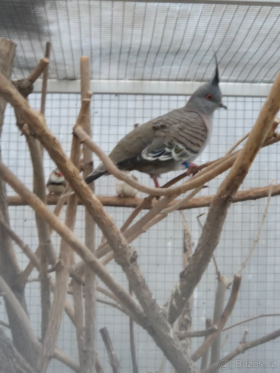 Holub chocholatý - 3