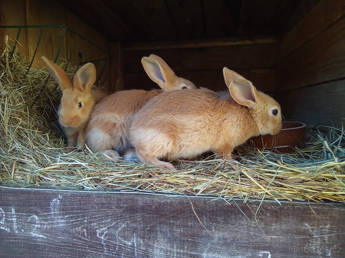 Burgundsky kralik - 3