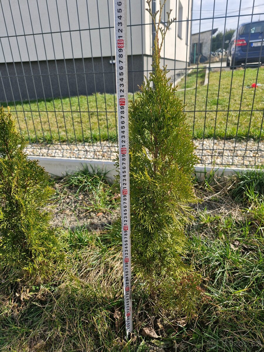 Prodám thuje smaragd - 3