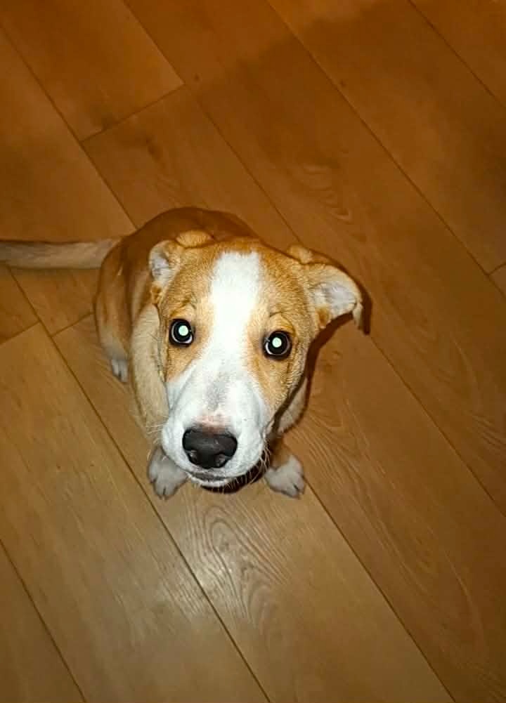 Štěně Bonnie - 3
