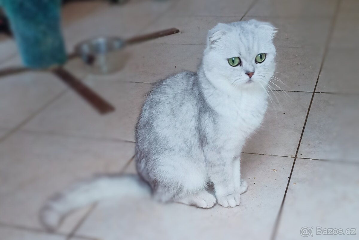 Skotská klapoucha kočka - 3