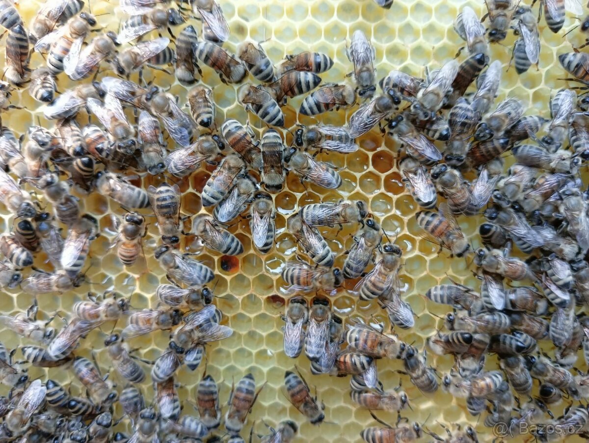 Vyzimované oddělky 2026 - 3